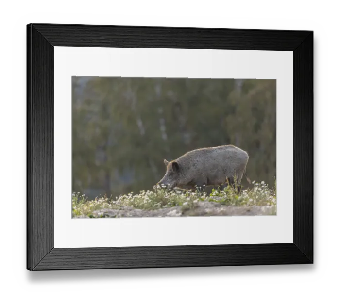 Framed Print : One adult wild boar or wild pig (Sus scrofa)