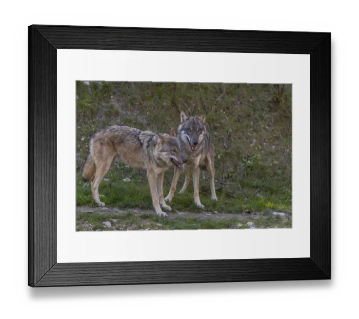 Framed Print : Two young adult eurasian gray wolf (Canis lupus lupus) playing with each other on a hill on green grass