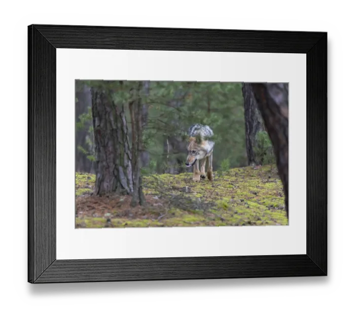 Framed Print : One young male eurasian gray wolf (Canis lupus lupus) running thru a forest with rocks and heather