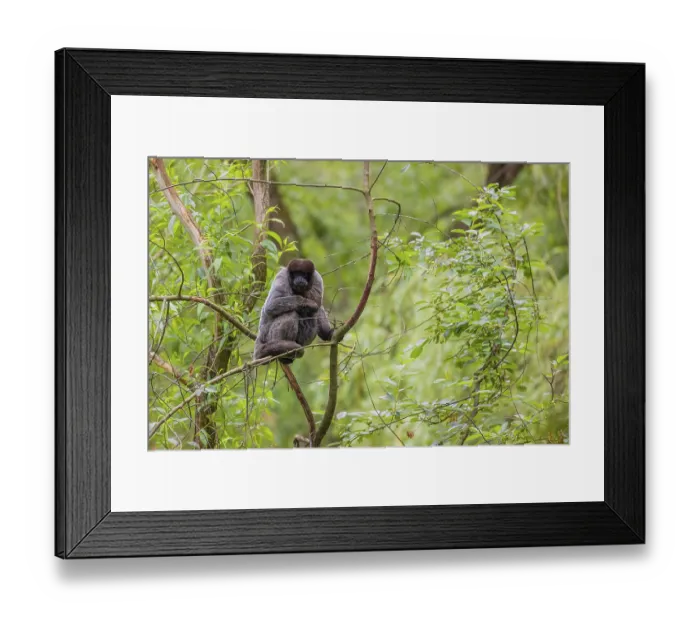 Framed Print : A common woolly monkey, brown woolly monkey Framed Print : A common woolly monkey, brown woolly monkey
