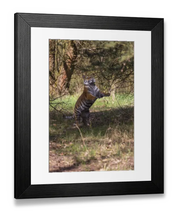 Framed Print : One young female Siberian Tiger