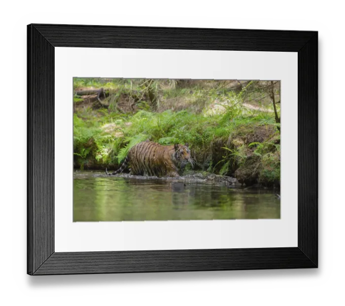 Framed Print : One young female Siberian Tiger