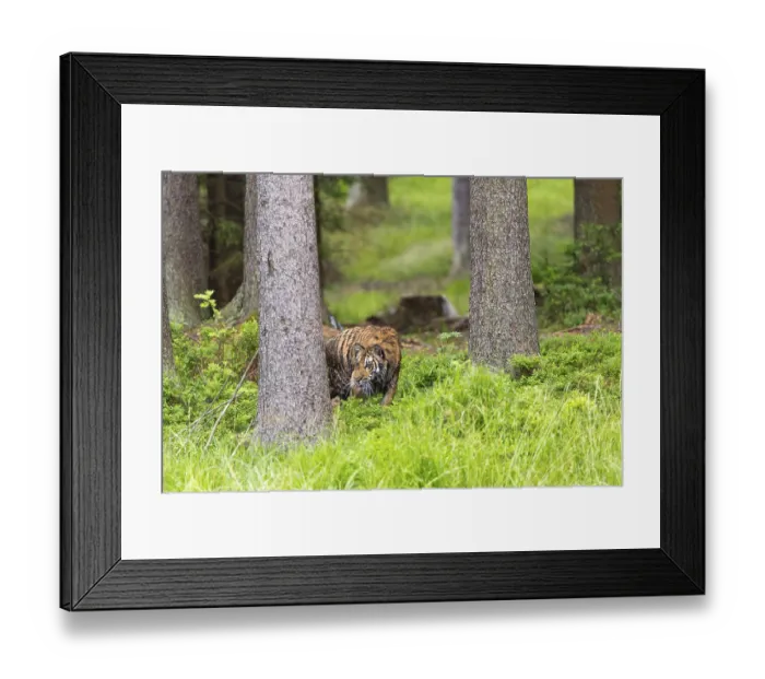 Framed Print : One young female Siberian Tiger