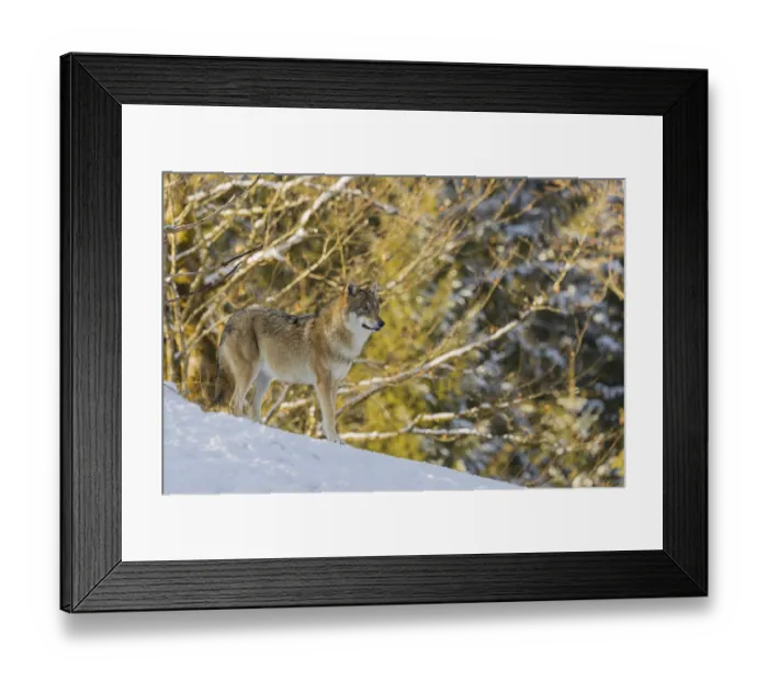 Framed Print : An adult female grey wolf (Canis lupus lupus) stands on a sloping