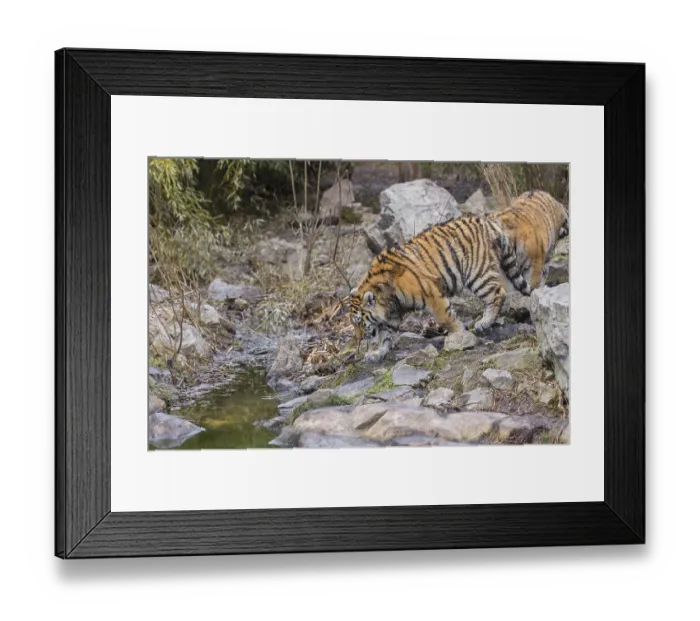 Framed Print : One Siberian Tiger, Panthera tigris altaica walking along small creek Framed Print : One Siberian Tiger, Panthera tigris altaica walking along small creek