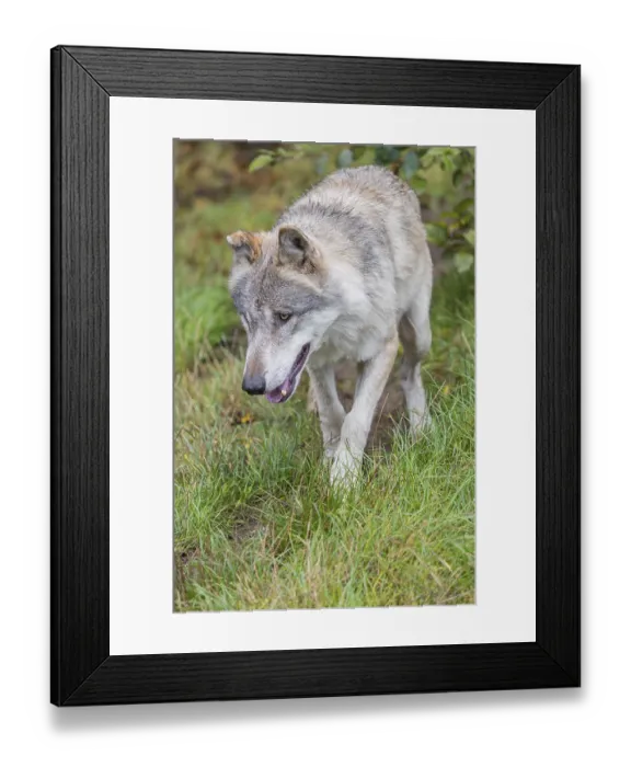 Framed Print : An adult eurasian gray wolf (Canis lupus lupus) walks over a green meadow Framed Print : An adult eurasian gray wolf (Canis lupus lupus) walks over a green meadow