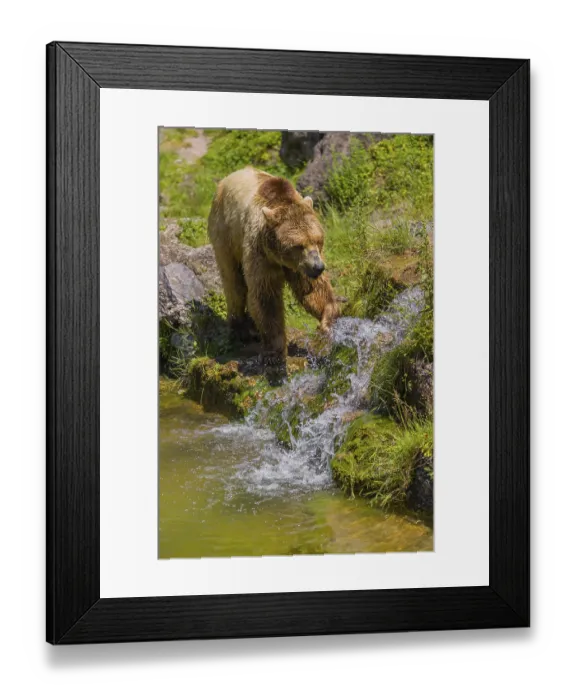 Framed Print : An eurasian brown bear (Ursus arctos arctos) walks along a creek towards a little cascade