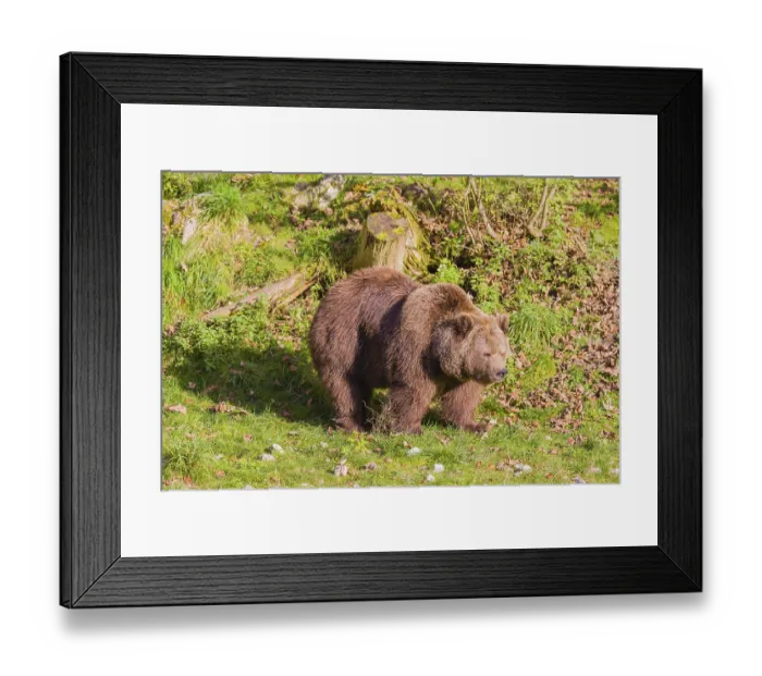 Framed Print : An adult female brown bear (Ursus arctos arctos) walks across a green meadow