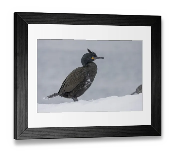 Framed Print : Common shag (Phalacrocorax aristotelis) Framed Print : Common shag (Phalacrocorax aristotelis)