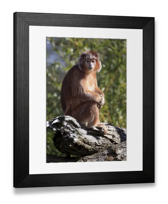 Framed Print : Javan Lutung (Trachypithecus auratus) sitting on tree trunk
