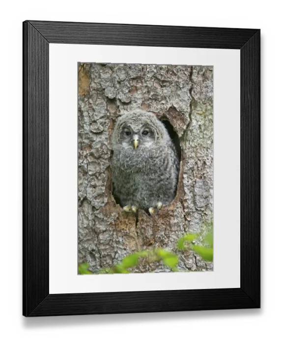Framed Print : Young ural owl, (Strix uralensis)