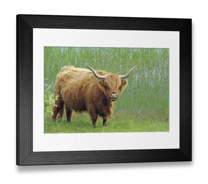 Framed Print : Highland cow with long horns standing on a green pasture in front of tall grass Framed Print : Highland cow with long horns standing on a green pasture in front of tall grass