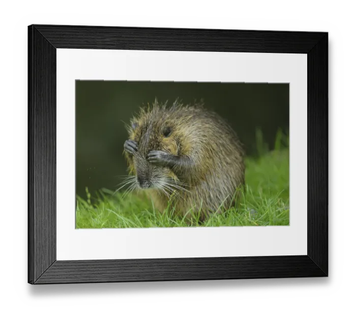 Framed Print : Desperate nutria with hands in front of its eyes on a green meadow