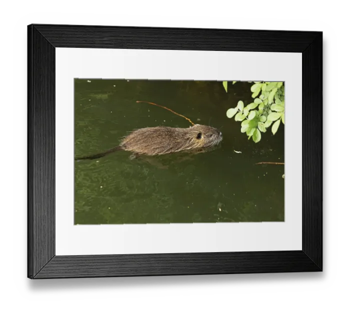 Framed Print : Nutria (Myocastor coypus) young animal swimming