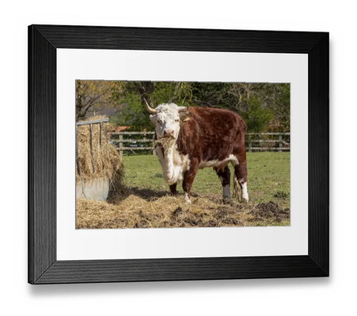 Framed Print : Cow eating hay, Wilmcote, Warwickshire Framed Print : Cow eating hay, Wilmcote, Warwickshire