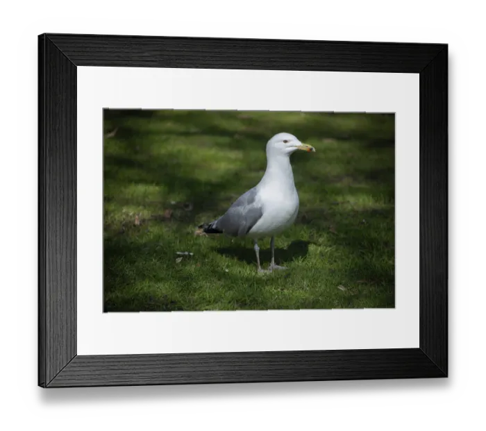 Framed Print : A herring gull with a white belly and grey wings stands in a meadow