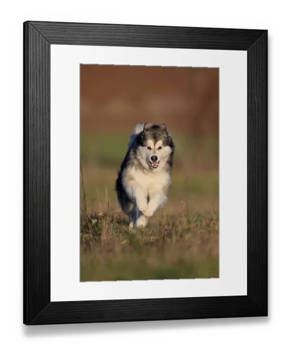 Framed Print : Alaskan Malamute, bitch running across a meadow Framed Print : Alaskan Malamute, bitch running across a meadow