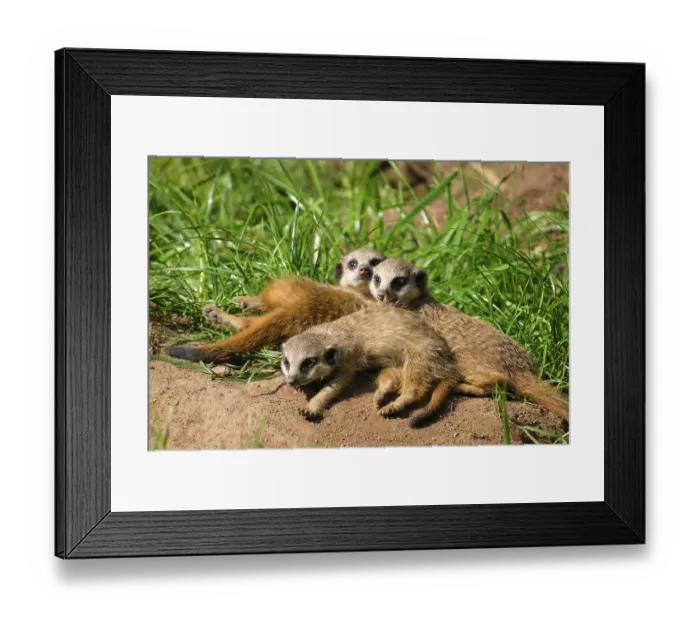 Framed Print : Meerkats (Suricata suricatta), young animals