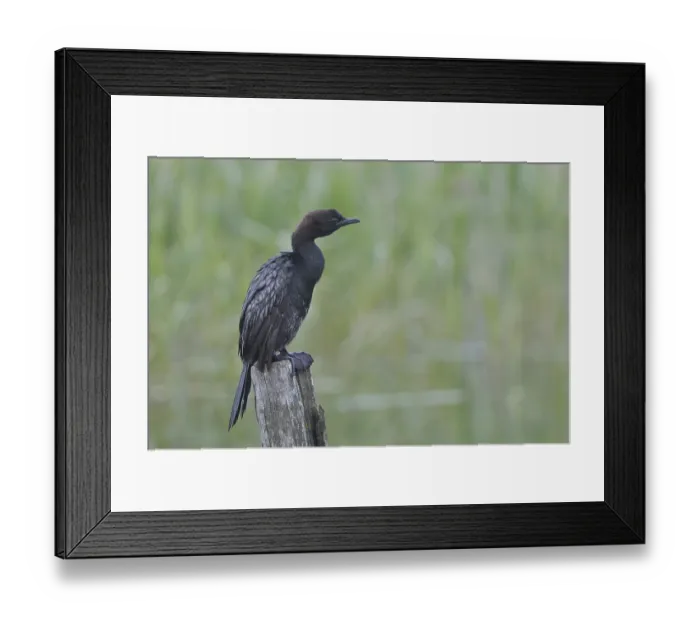 Framed Print : Pygmy Cormorant (Phalacrocorax pygmeus) Framed Print : Pygmy Cormorant (Phalacrocorax pygmeus)