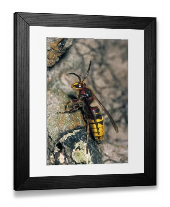 Framed Print : European european hornet (Vespa crabro) Framed Print : European european hornet (Vespa crabro)
