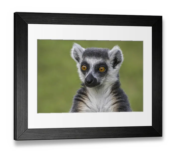 Framed Print : Ring-tailed lemur (Lemur catta) close-up portrait