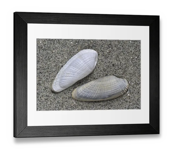 Framed Print : White piddock (Barnea candida) shells on beach Framed Print : White piddock (Barnea candida) shells on beach
