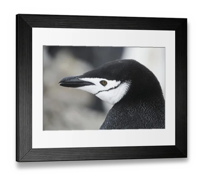 Framed Print : Chinstrap penguin (Pygoscelis antarcticus) close-up Framed Print : Chinstrap penguin (Pygoscelis antarcticus) close-up