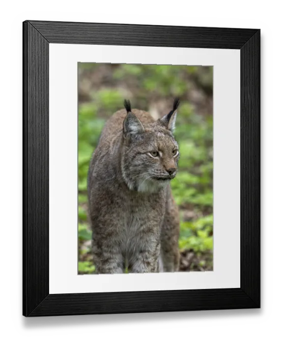 Framed Print : Close-up of Eurasian lynx (Lynx lynx) hunting in forest