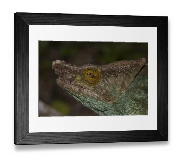Framed Print : Parson's chameleon (Calumma parsonii parsonii) Framed Print : Parson's chameleon (Calumma parsonii parsonii)