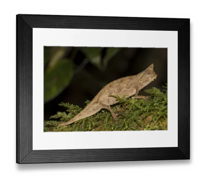 Framed Print : Brown leaf chameleon (Brookesia superciliaris) Framed Print : Brown leaf chameleon (Brookesia superciliaris)
