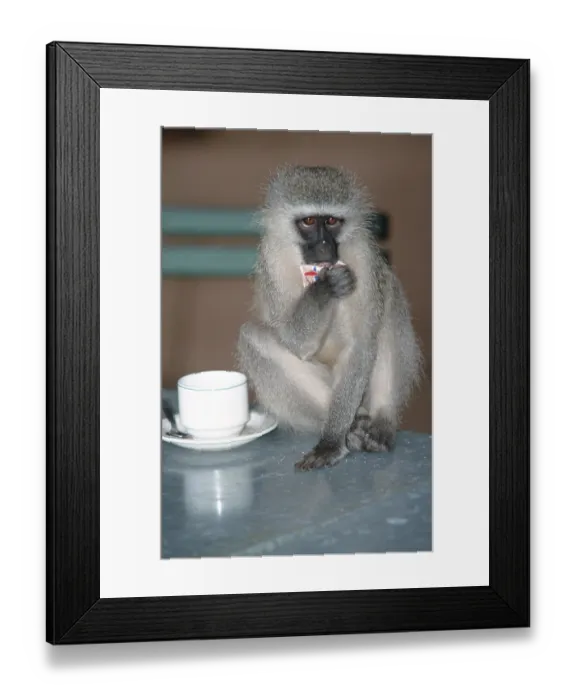 Framed Print : Grass Monkey, sitting on table