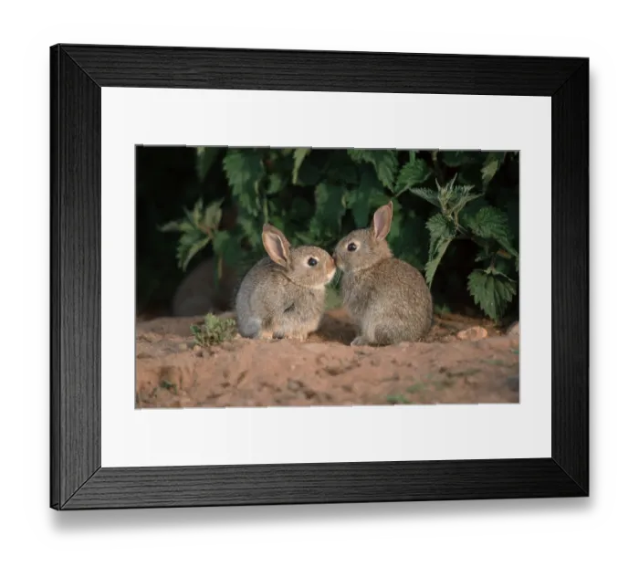 Framed Print : European rabbit (Oryctolagus cuniculus)