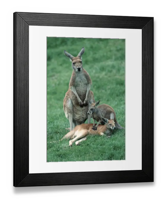 Framed Print : Red Kangaroos, female with youngs Framed Print : Red Kangaroos, female with youngs