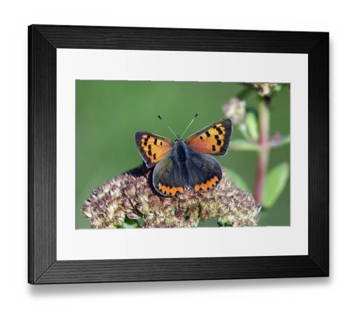 Framed Print : Small Copper, Lower Saxony, Germany (Chrysophanus amphidamas) Framed Print : Small Copper, Lower Saxony, Germany (Chrysophanus amphidamas)