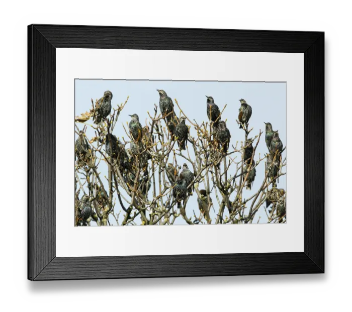 Framed Print : Common Starlings, Northumberland