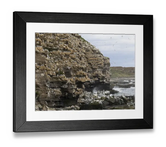 Framed Print : Black-legged kittiwake (Rissa tridactyla)
