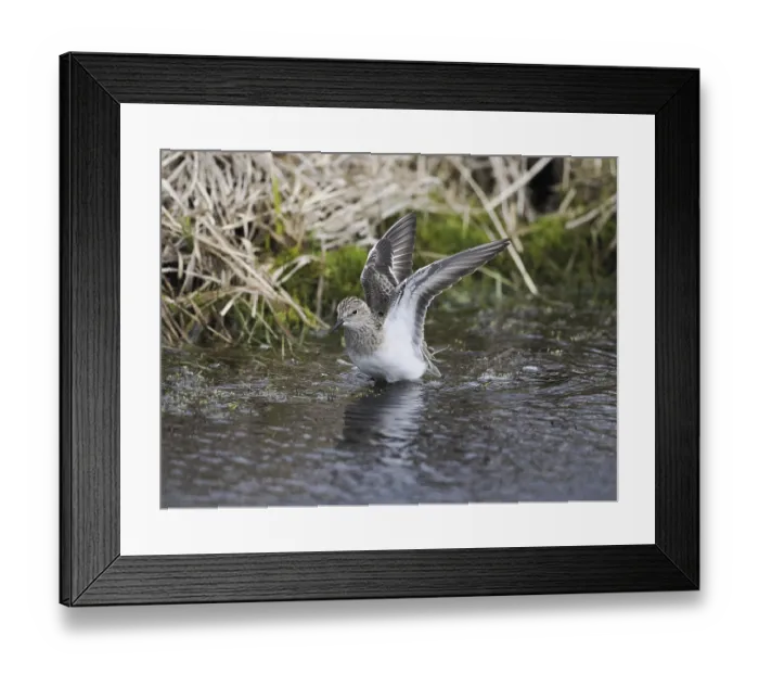 Framed Print : Temminck's Stint (Calidris temminckii) Framed Print : Temminck's Stint (Calidris temminckii)