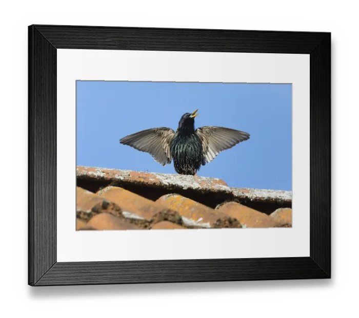 Framed Print : Common Starling (Sturnus vulgaris) adult male