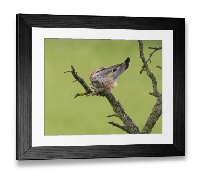 Framed Print : A kestrel perched on a mossy branch against a green backdrop