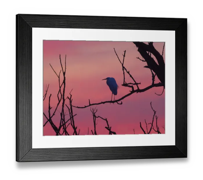 Framed Print : Little Egret (Egretta gazetta) Framed Print : Little Egret (Egretta gazetta)
