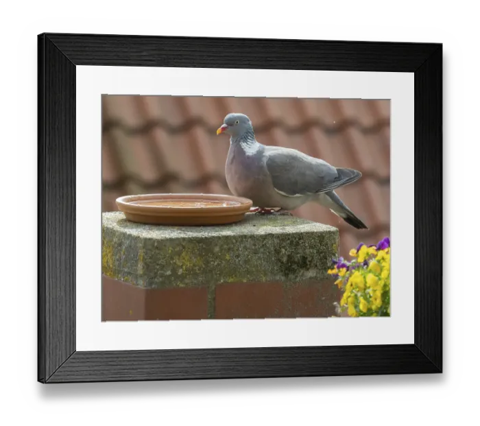 Framed Print : Wood pigeon (Columba palumbus) adult bird perched beside a bird bath