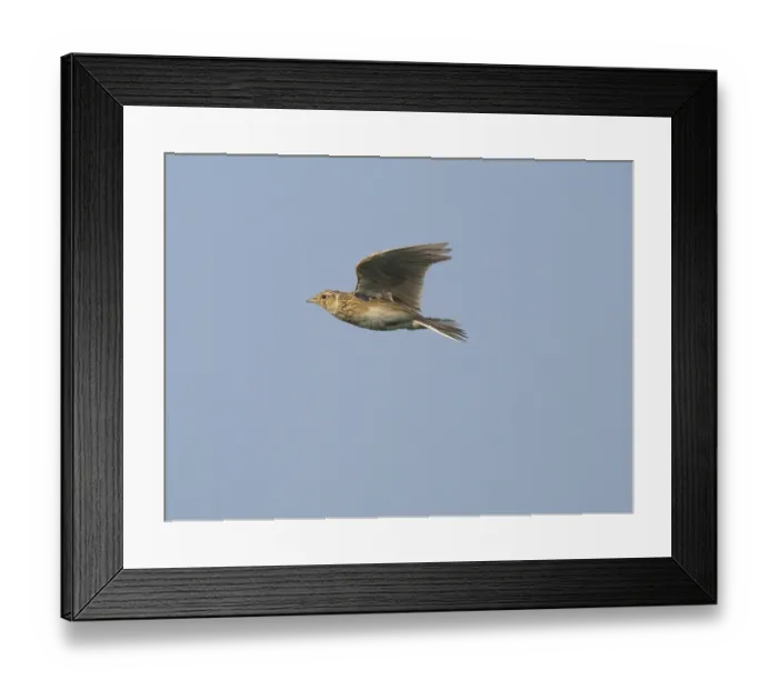 Framed Print : Eurasian skylark (Alauda arvensis) in flight against a pale Framed Print : Eurasian skylark (Alauda arvensis) in flight against a pale