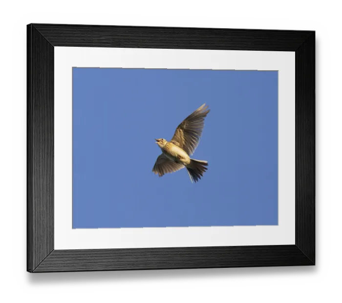 Framed Print : Eurasian skylark (Alauda arvensis) singing in flight against a blue sky in the breeding season