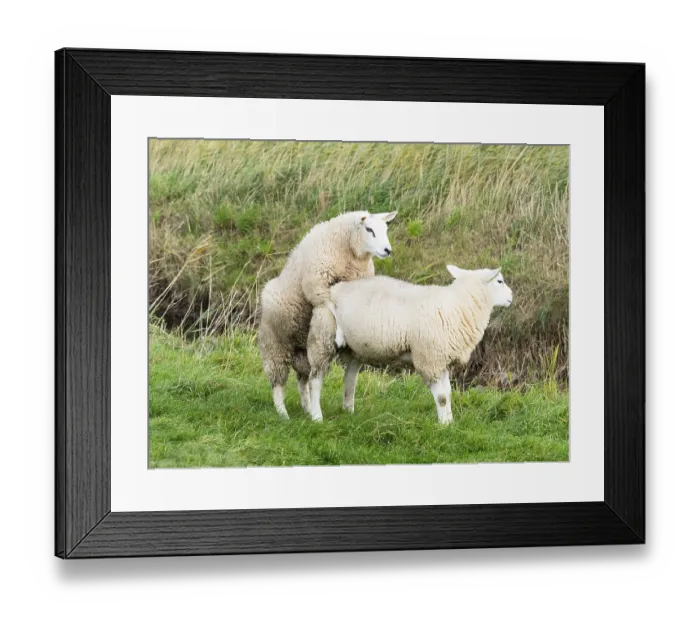 Framed Print : Texel Sheep (Ovis aries), two male lambs playing on a field