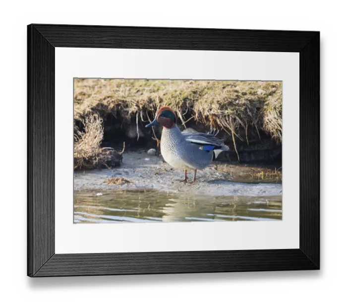 Framed Print : Eurasian Teal (Anas crecca), a male duck preening at the side of a lake