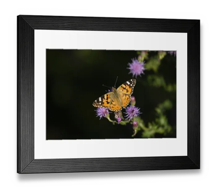 Framed Print : Painted lady (Vanessa cardui), butterfly Framed Print : Painted lady (Vanessa cardui), butterfly