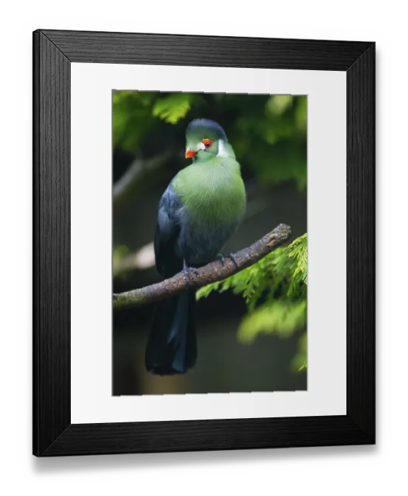 Framed Print : White-cheeked Turaco (Menelikornis leucotis) Framed Print : White-cheeked Turaco (Menelikornis leucotis)