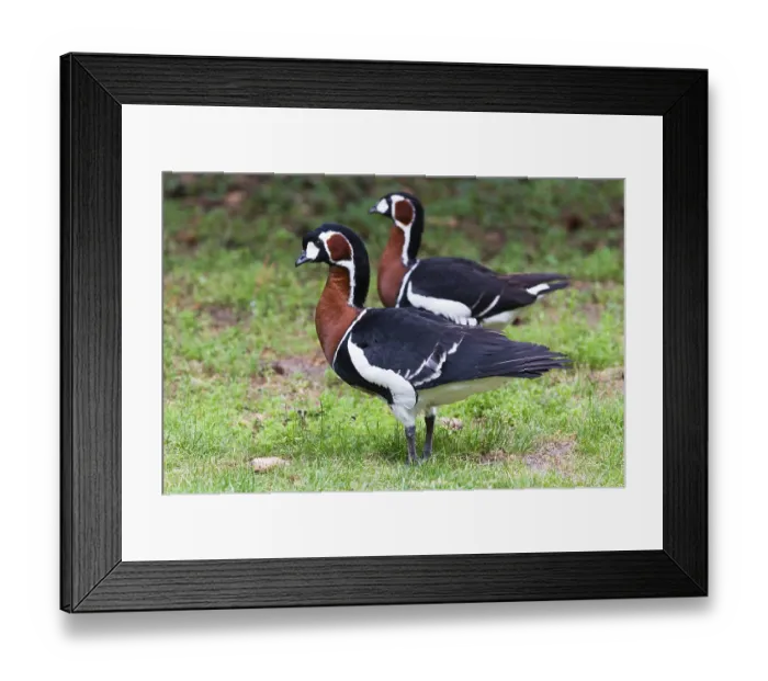 Framed Print : Red-breasted Geese (Branta ruficollis)