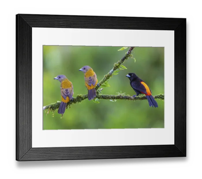 Framed Print : Flame tanager (Pamphecelus passerinii)