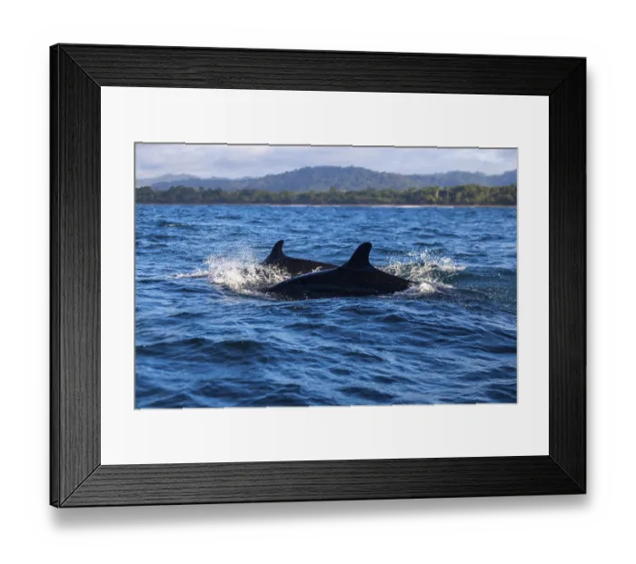 Framed Print : Pilot whales (Globicephala), Osa Peninsula